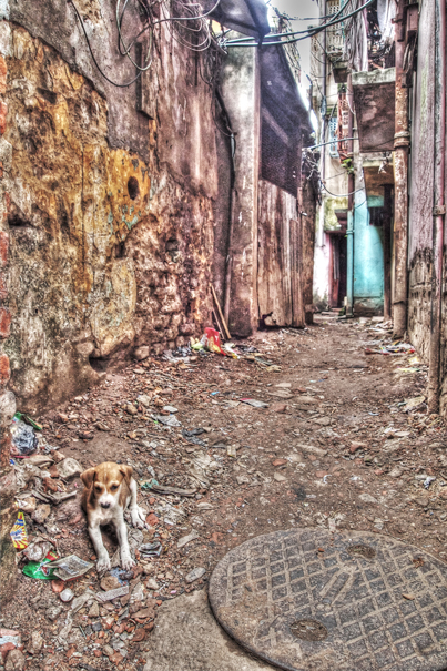 Puppy In The Lane (India)