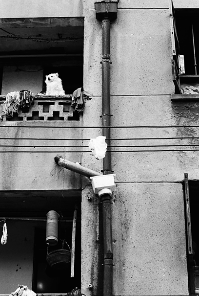 Dog On The Veranda (China)