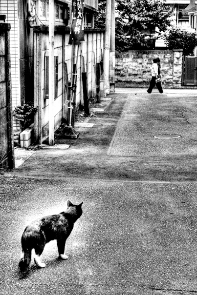 Cat Was Watching Pedestrians (Tokyo)