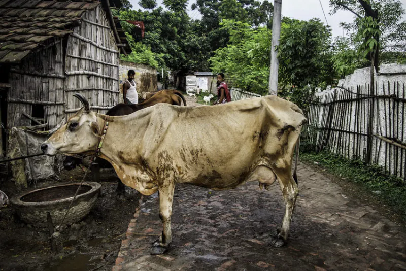 Cow standing up