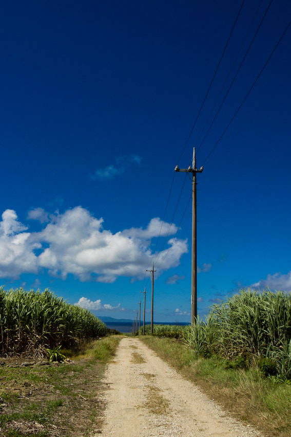 Road in sugar cane field
