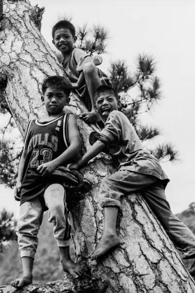 Three boys around tree