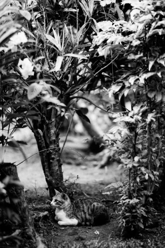 Cat in bush