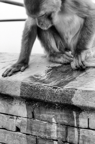 Monkey In Swayambhunath (Nepal)