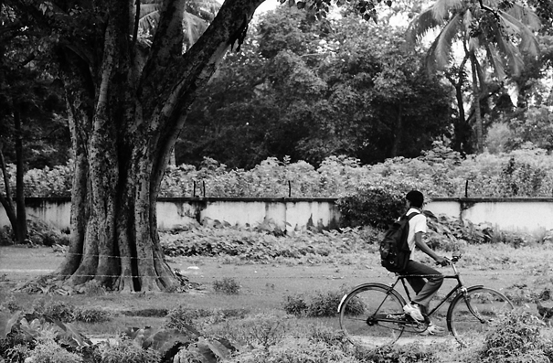 Big Tree And A Bicycle (India)