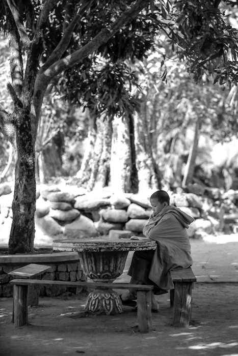 studying monk