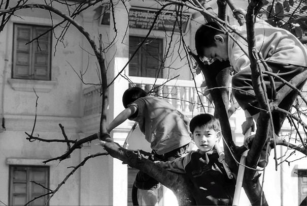 Three boys on tree