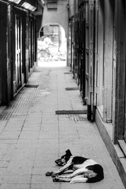 Dog taking nap