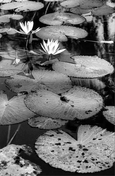 Lotus flowers