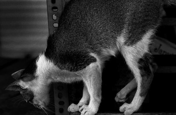 watching cat