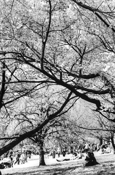 Figures Under The Blossoms (Tokyo)
