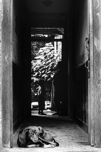 Eyes Of The Guard Dog (Nepal)