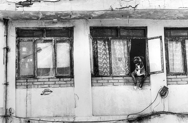 Black Dog Leaning Out The Window (Nepal)