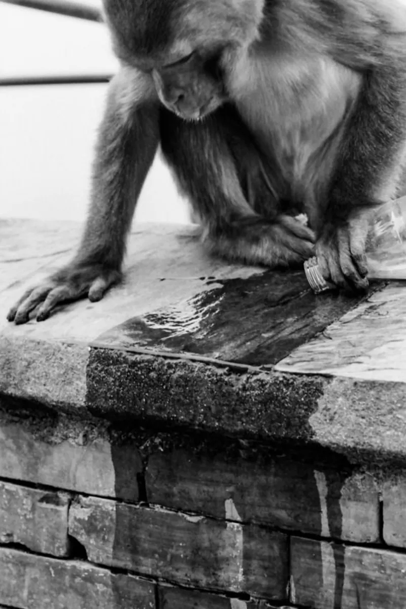 コーラを垂らして舐める猿