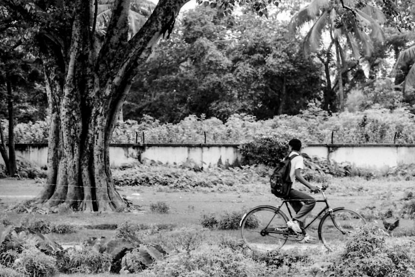 Bicycle passing by big tree