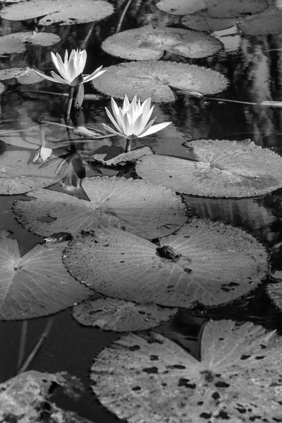 Lotus flowers