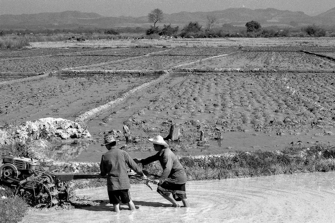 Men working in rice paddy