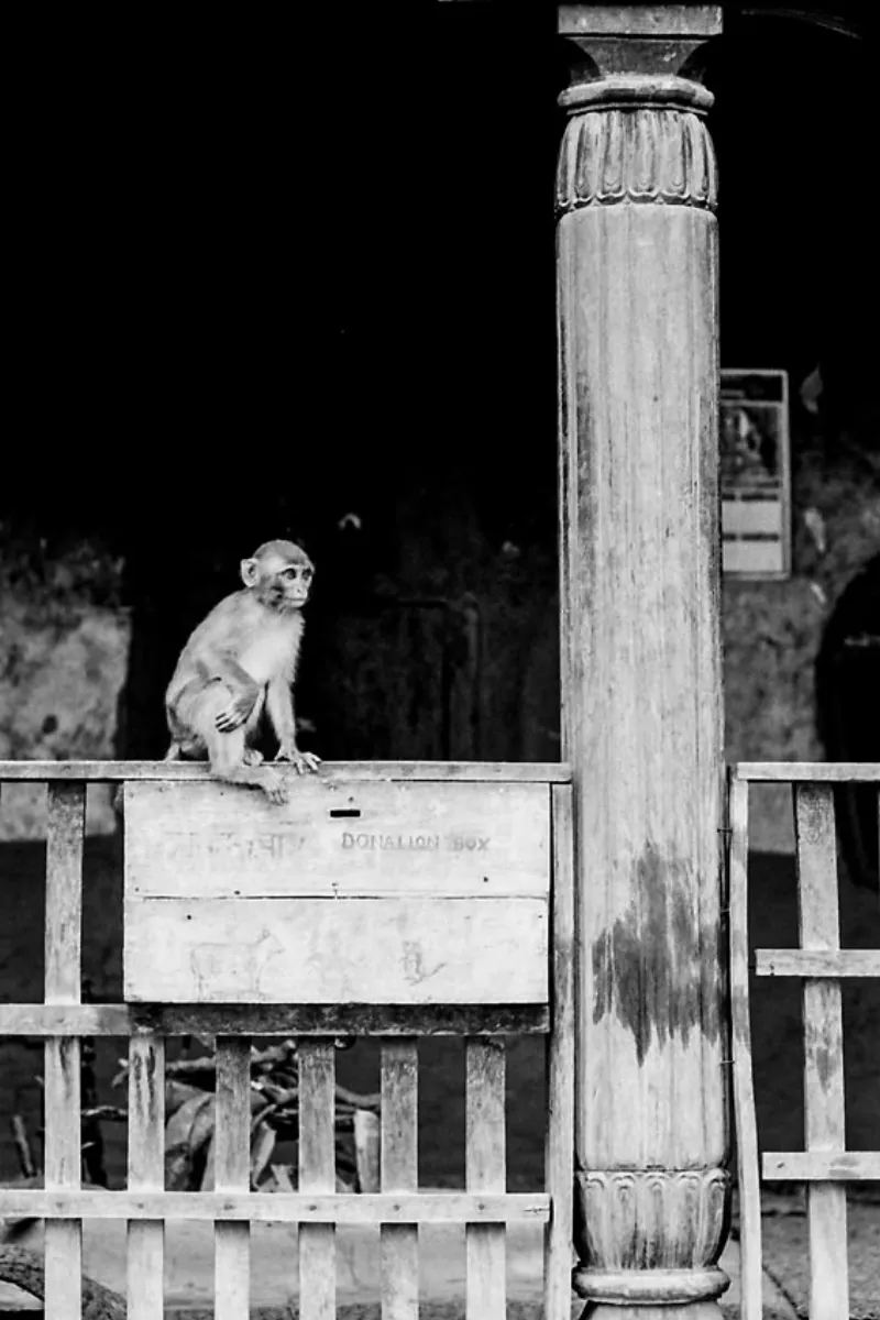 Monkey on donation box