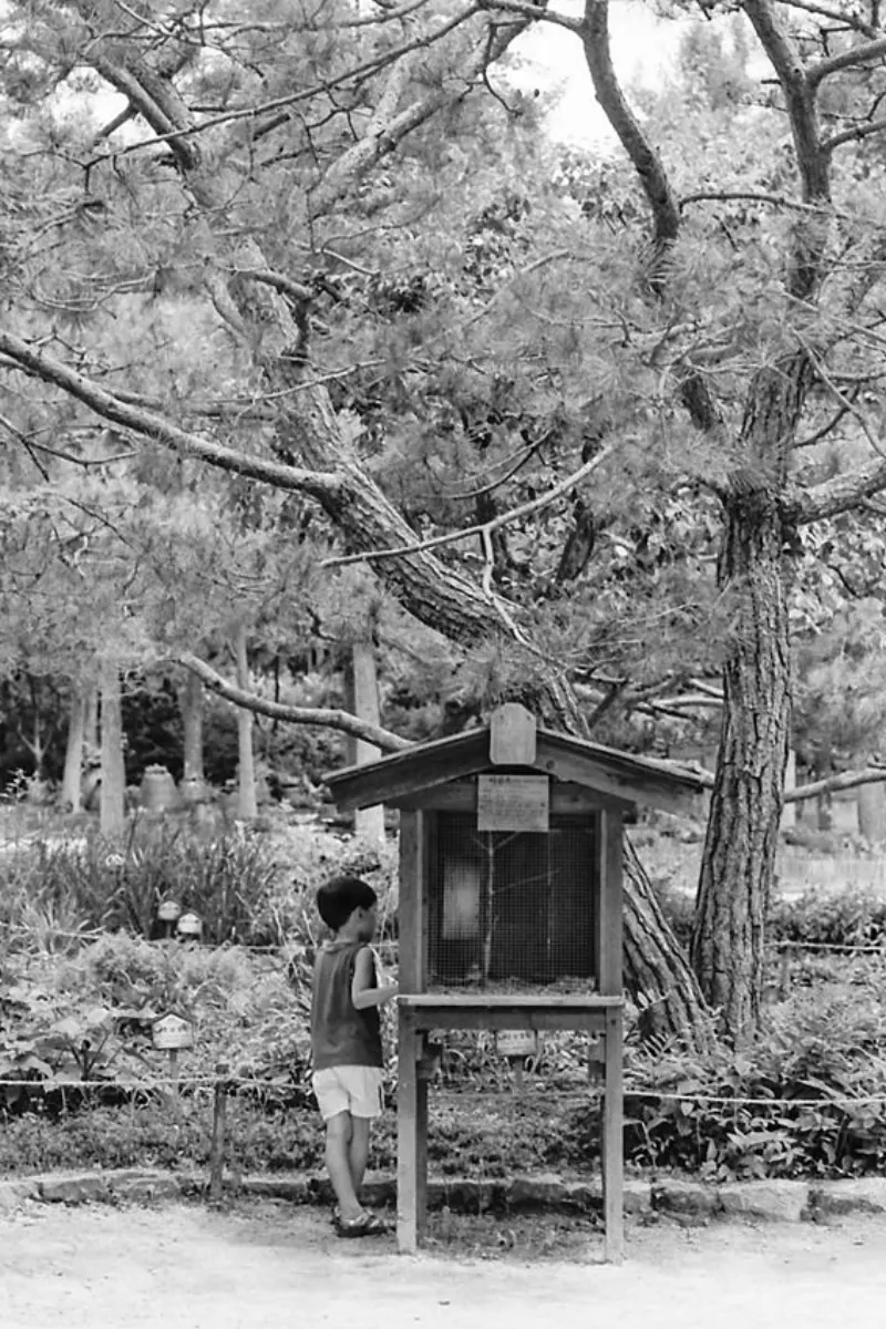 百葉箱の後ろを見る男の子