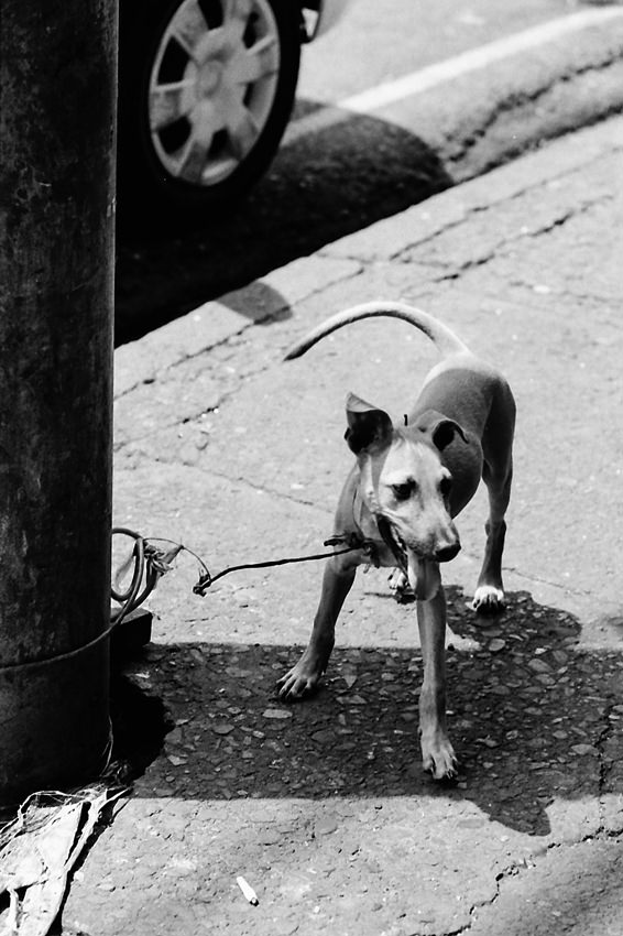 フィリピン 舌出して飼い主を待つ犬 写真とエッセイ By オザワテツ