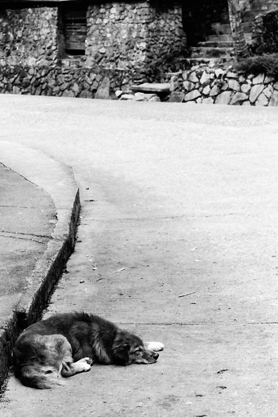 Dog taking a nap by roadside