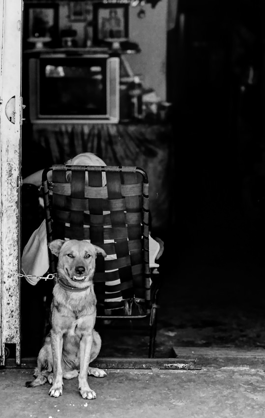 Dog guarding master