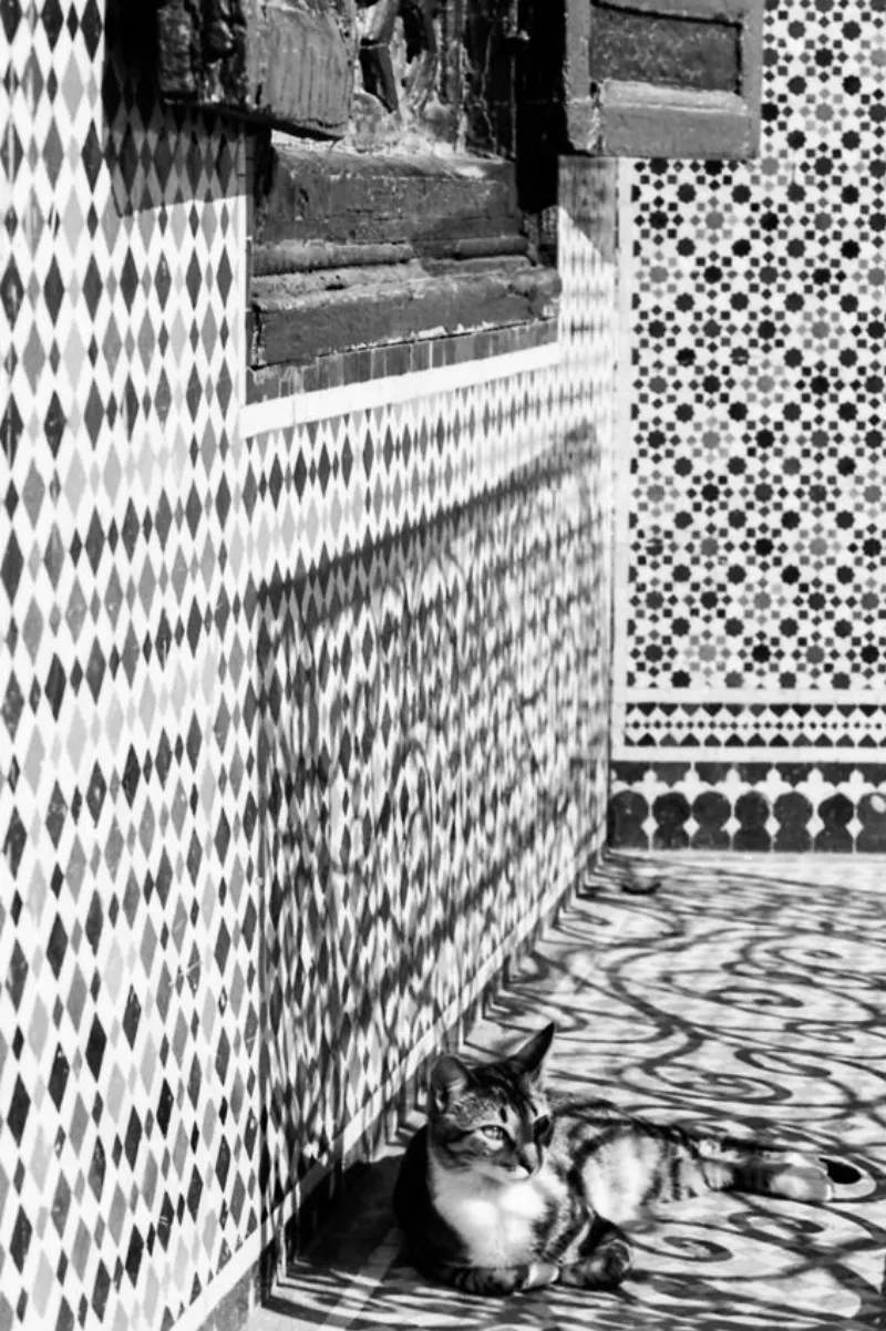 日陰の中で寝転ぶ猫