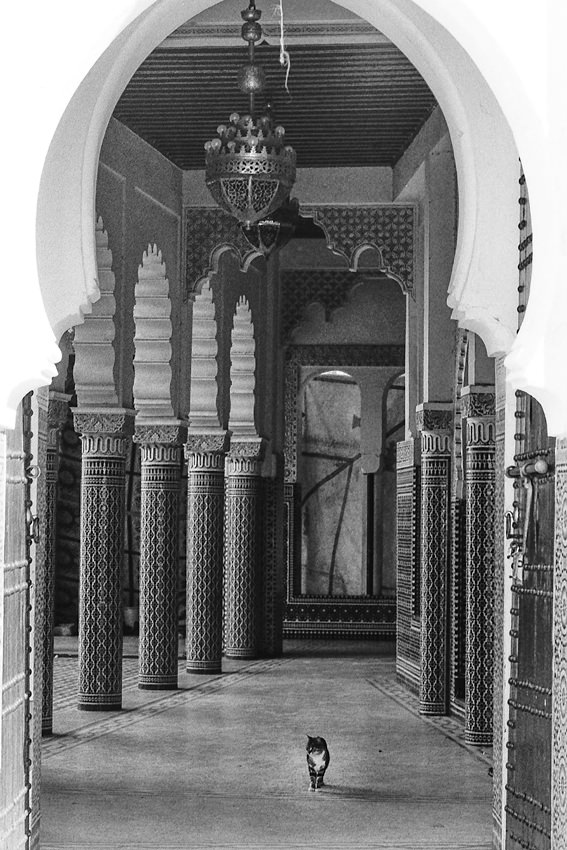 モスクの中を歩く猫