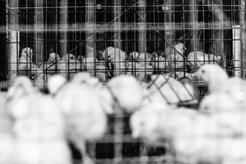 Baby birds in cage