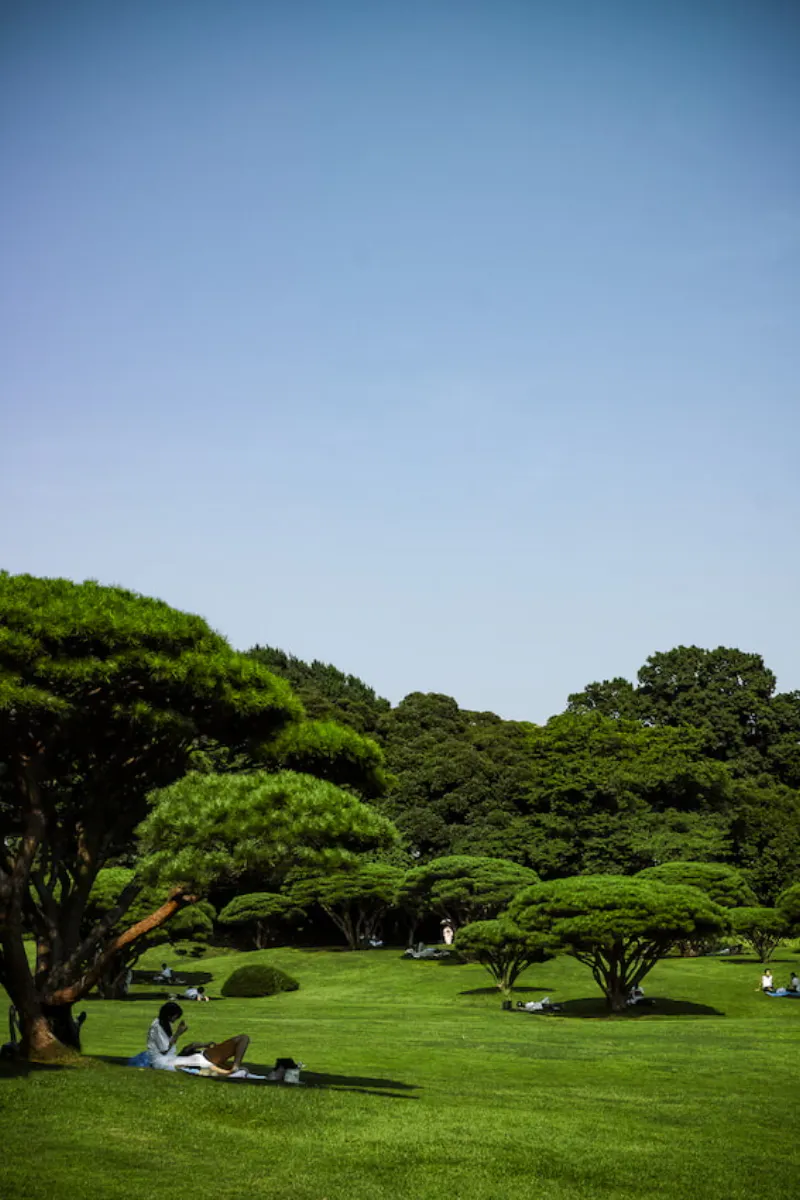 木陰で読書する女