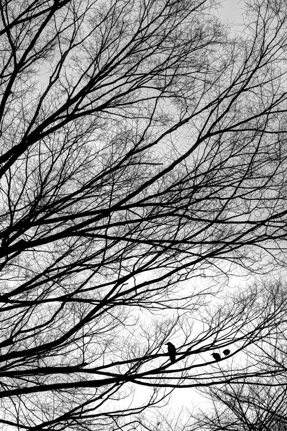 Crow perching
