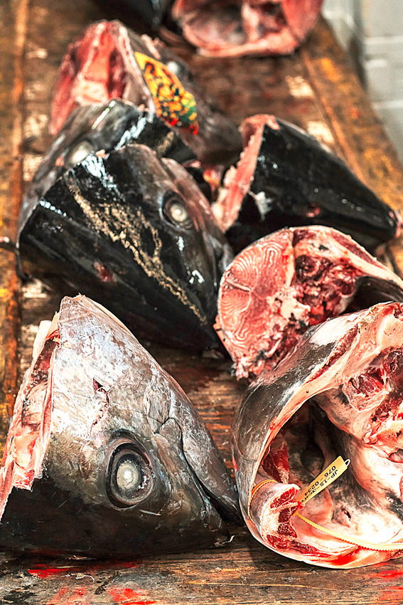 マグロの頭