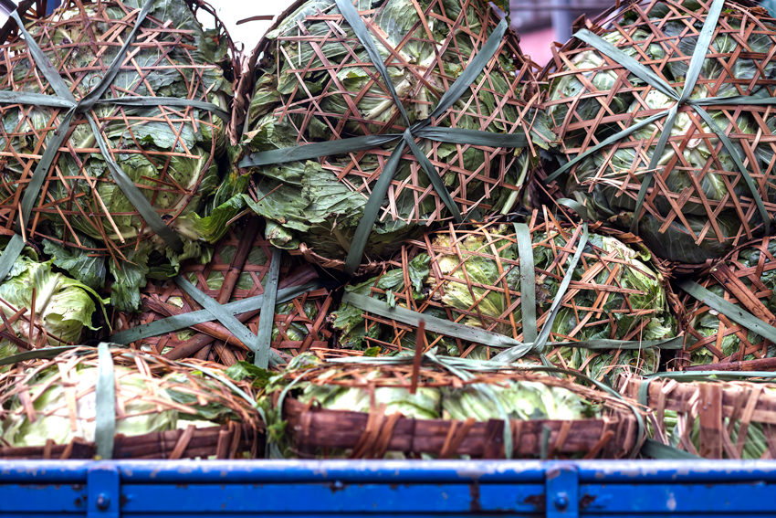 Chinese cabbage on truck