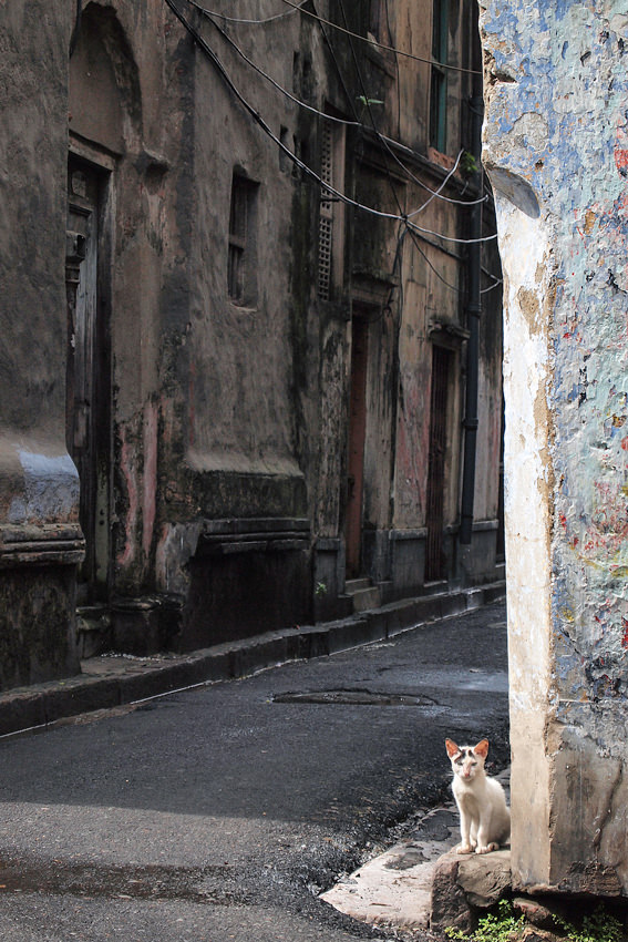 White cat in corner of street