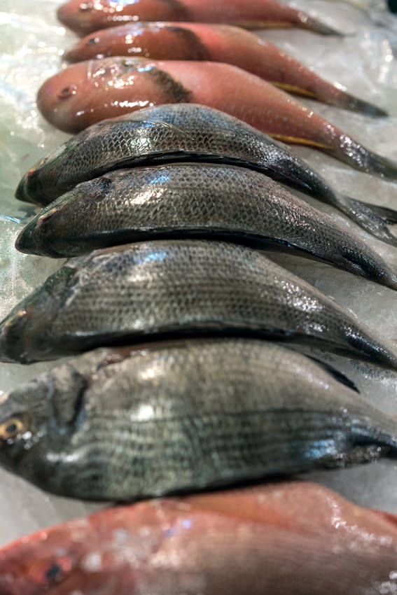 Fishes in storefront