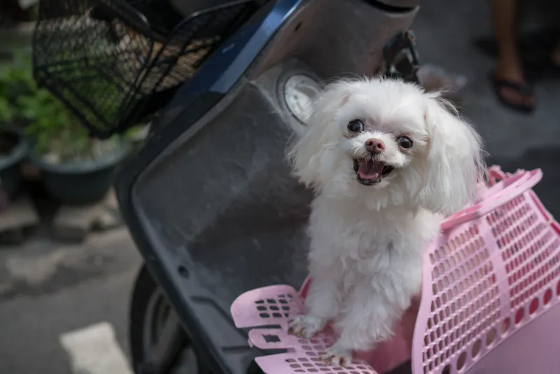 バイクに乗った楽しそうな犬