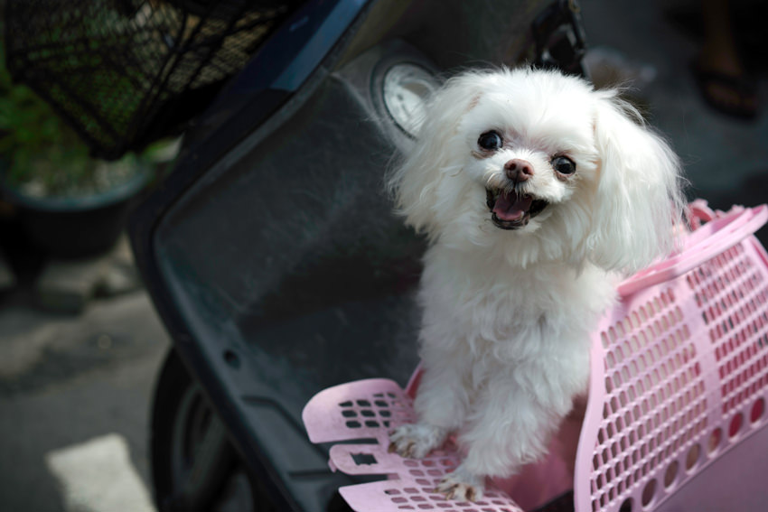 Happy dog on motorbike