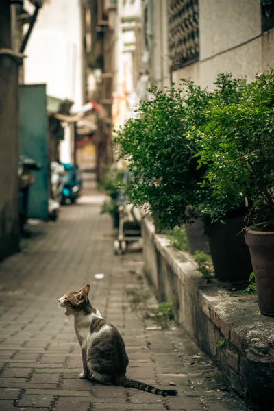 あくびをする猫