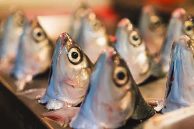 Displayed heads of milkfish