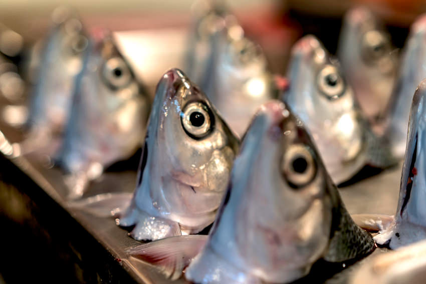 Displayed heads of milkfish