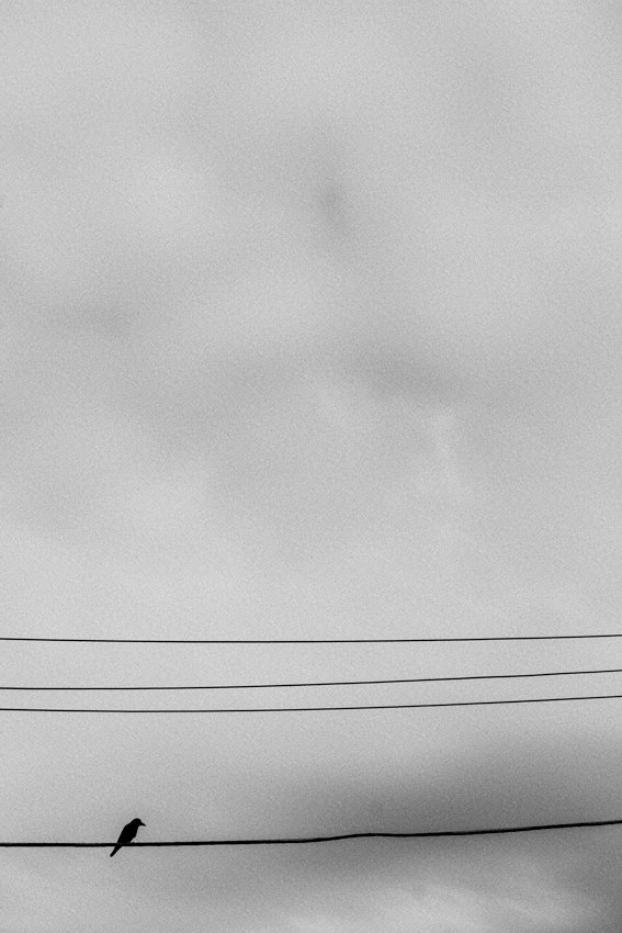 Bird on wire