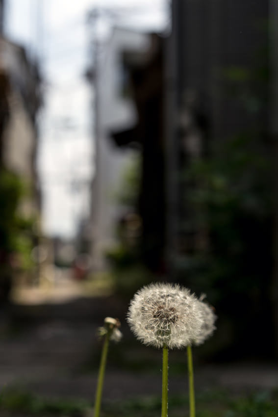 Dandelion clock
