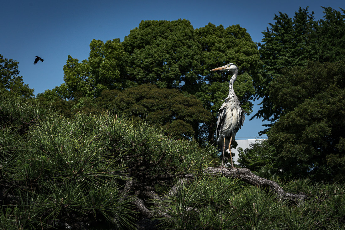 Egret perching on tree in Kiyosumi Teien Garden
