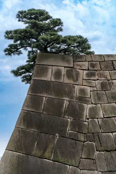 Pine tree on stone wall