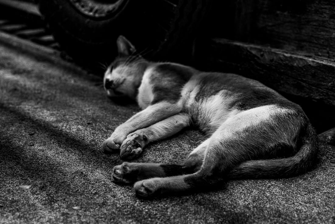 タイ 通路の隅で熟睡する猫 旅と写真とエッセイ By オザワテツ