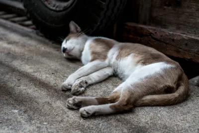 通路の隅で熟睡する猫