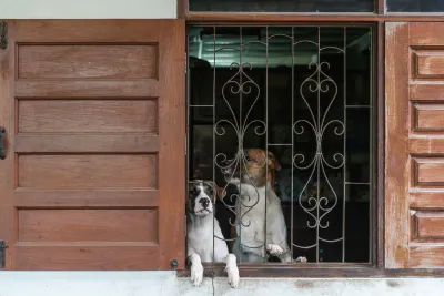 Dogs on the other side of lattice window