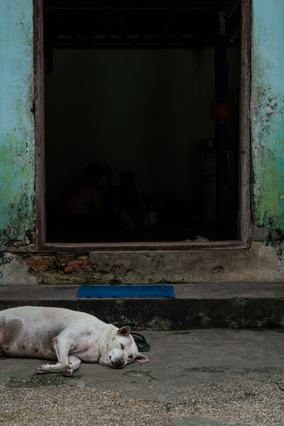 だらしなく寝る犬 (ミャンマー) BOXMAN fotologue