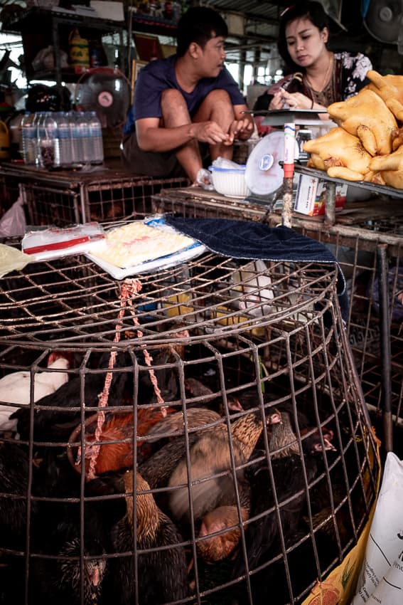 Breathing chickens beside roasted chickens in Khlong Toei Market