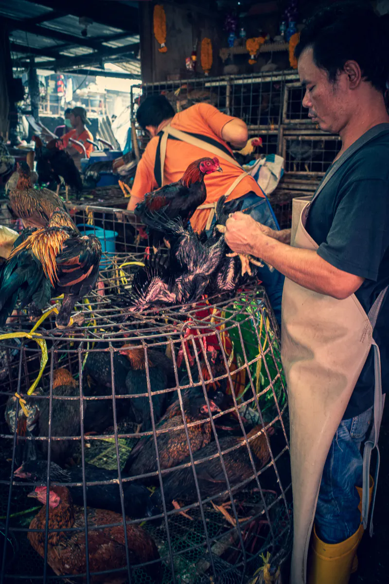 Man plucking out some chickens from the cage placed in the shop